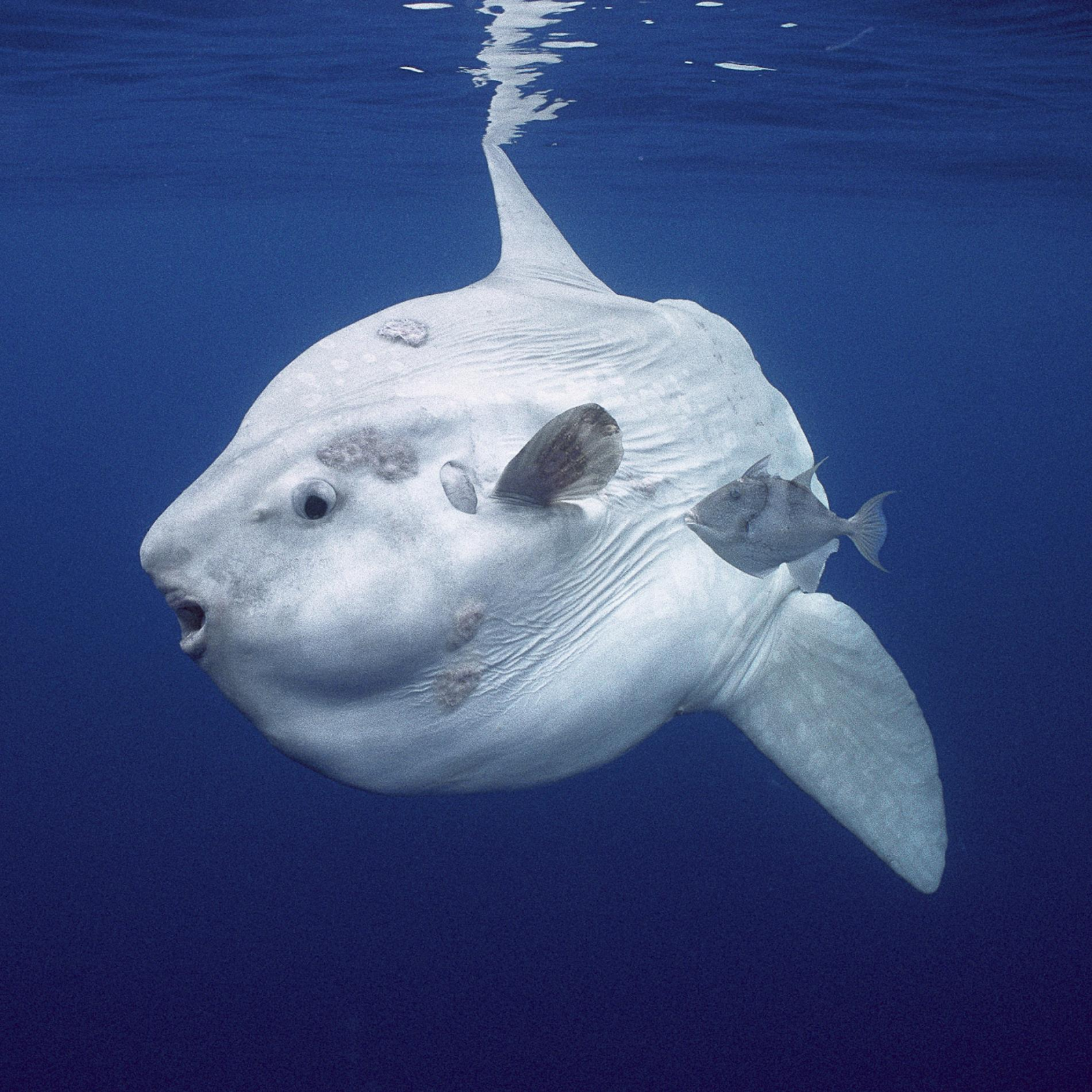 Learn About the Largest and Most Impressive Marine Animals in the World